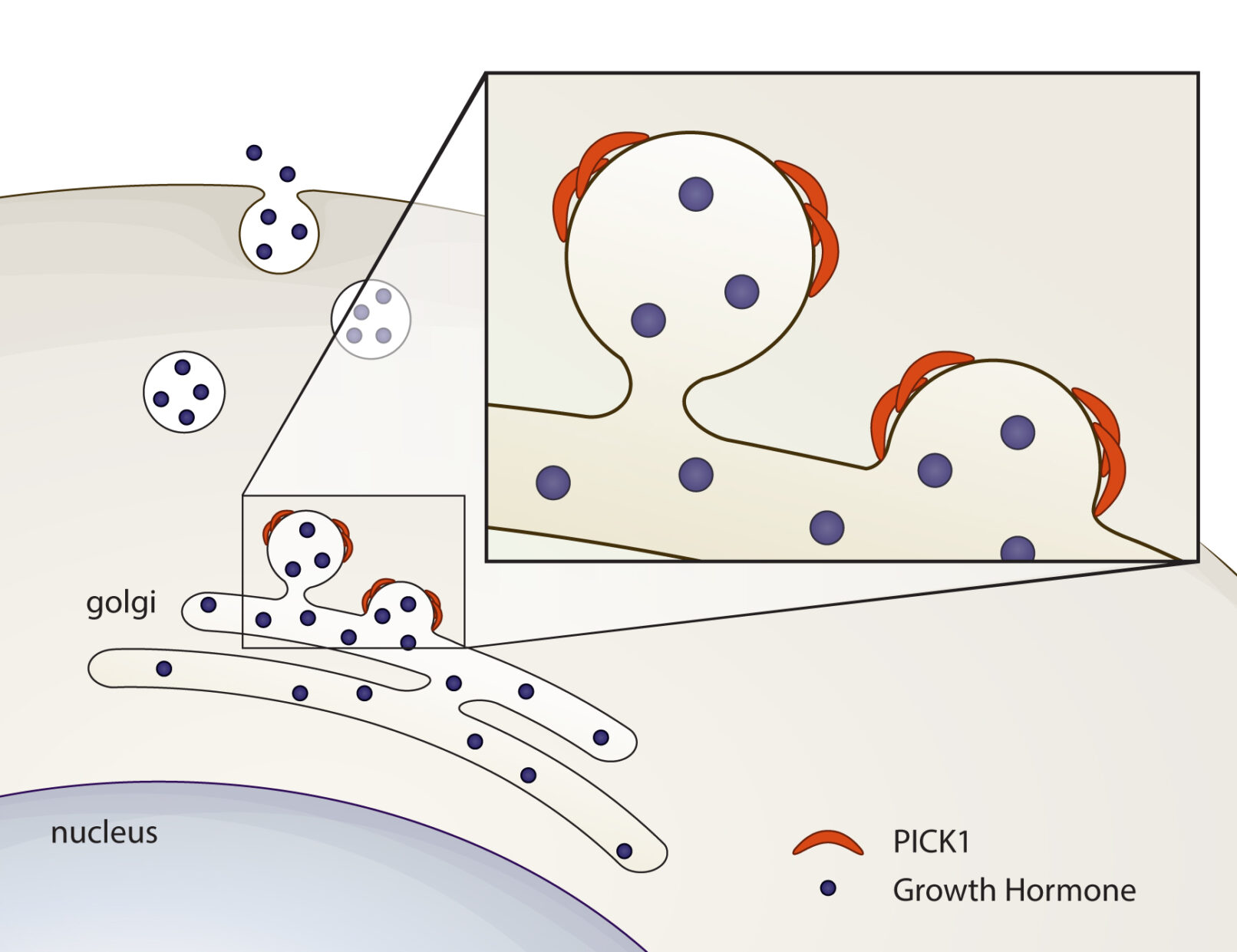 Vesicle budding Cecilie Hundahl